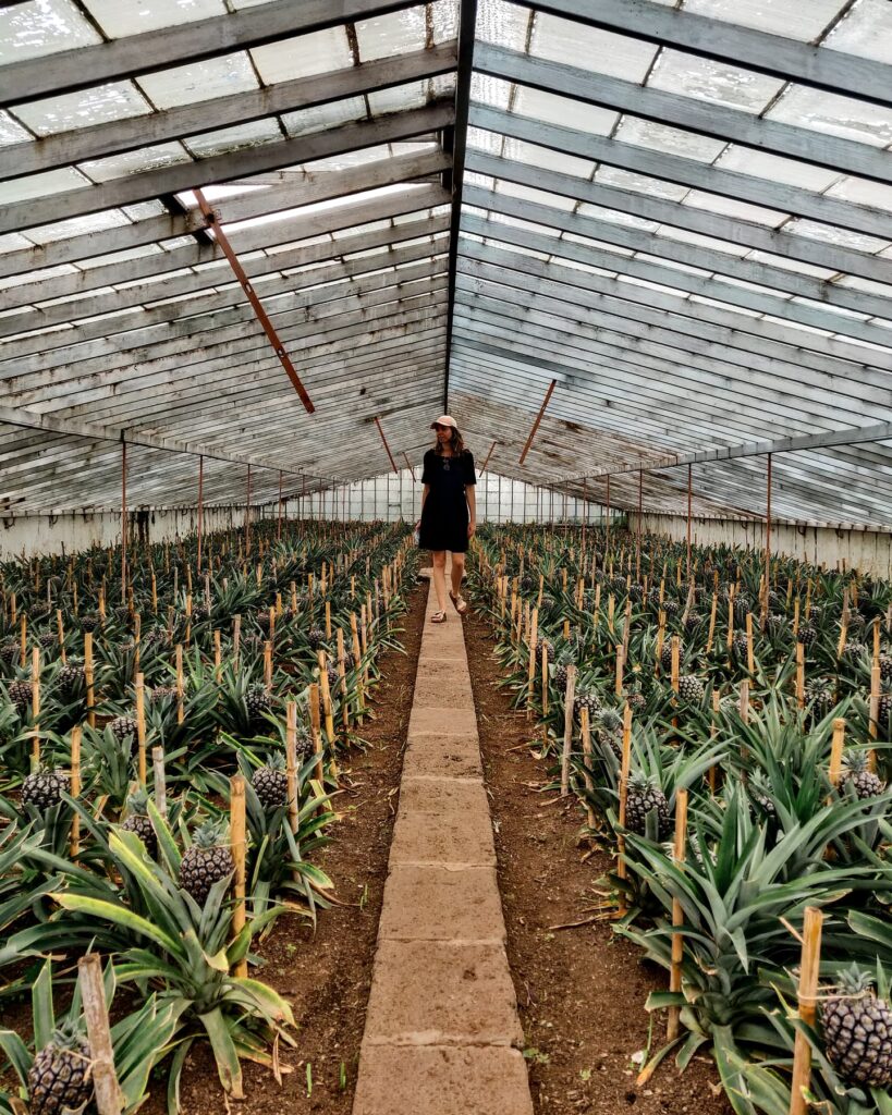 visite plantations ananas